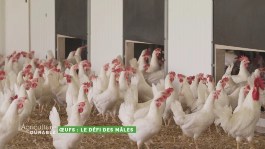 Dossier du mois - Le défi des œufs mâles