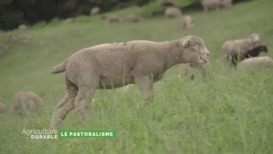 Dossier du mois - Le pastoralisme