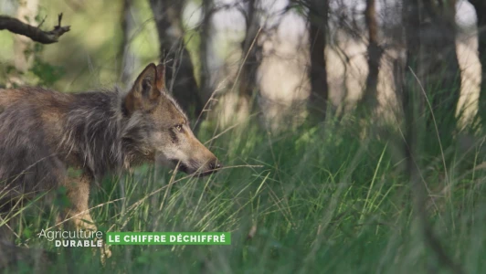 Le chiffre déchiffré - Le loup