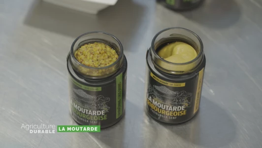 Zoom sur la moutarde