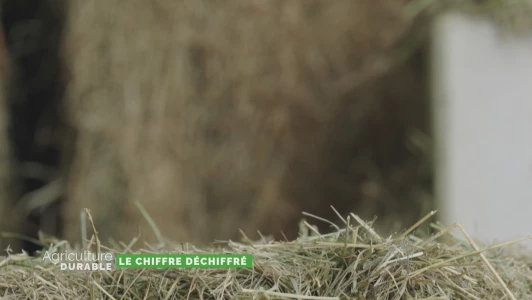 Le chiffre déchiffré - Achats complémentaires de fourrage