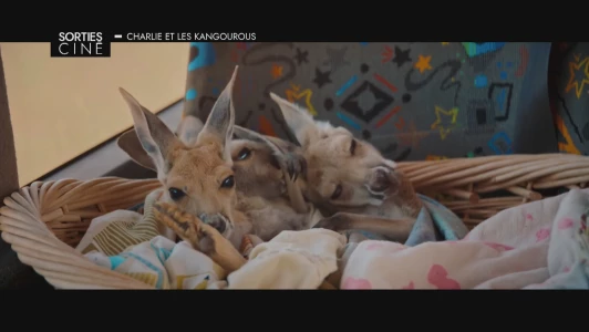 Les sorties ciné des 22, 29 juillet et 5 août 2026
