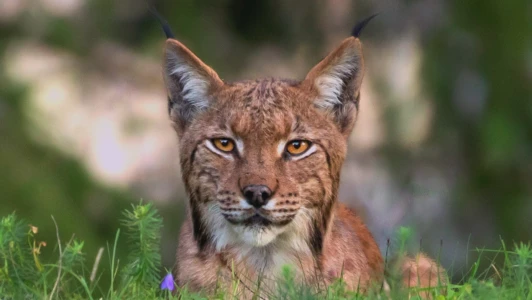 Le lynx, un félin menacé de disparition