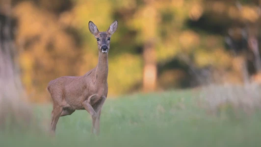 Le chevreuil, un ruminant très curieux