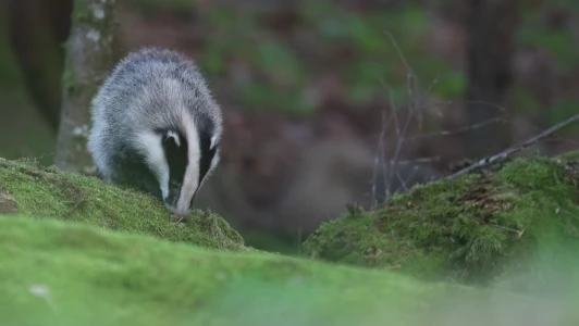 Le vaste réseau du blaireau