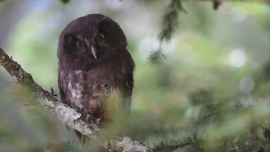 La chouette de Tengmalm