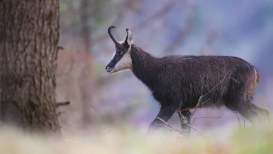 Le chamois, cet agile montagnard