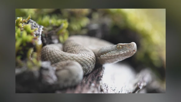 Instants sauvages [S.2025][E.2]