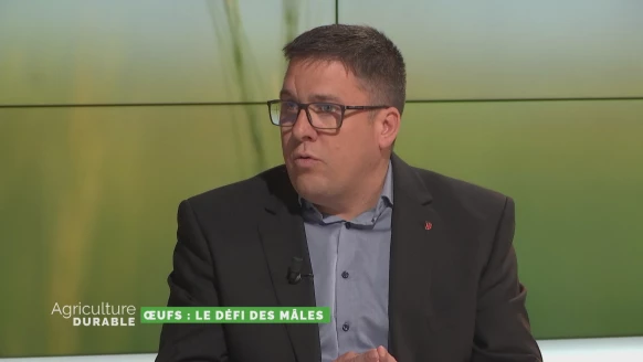 Œufs : le défi des mâles