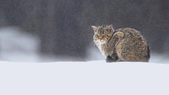 Le chat forestier, discret félin des forêts jurassiennes