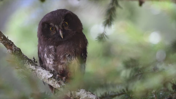 La Chouette de Tengmalm