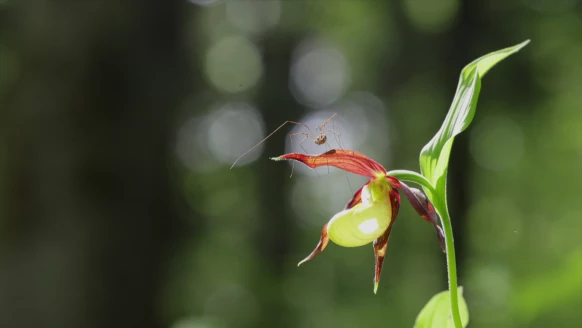 Le Sabot de Vénus, un trésor botanique fragile