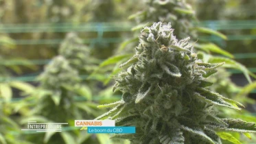 Le boom du CBD