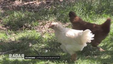 Journal du 30 juin 2020