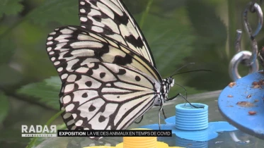 Journal du 17 novembre 2020