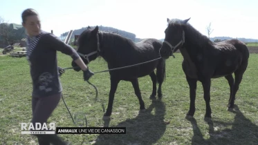 Journal du 24 mars 2020