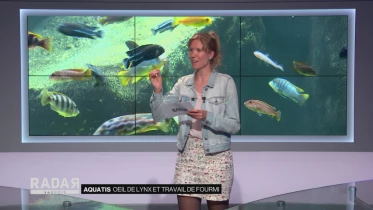 Journal du 6 mai 2020