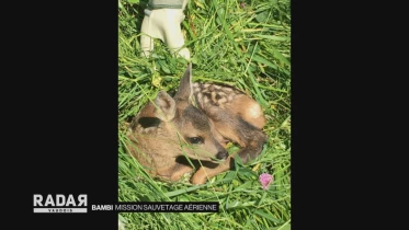 Journal du 19 mai 2020