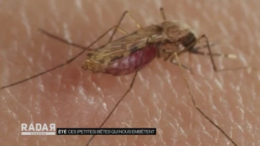 Journal du 29 juin 2020