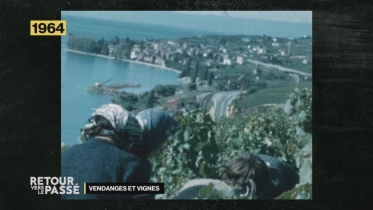 Les vendanges et la vigne