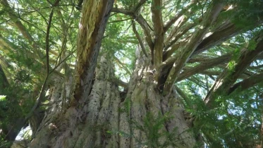 La mise en lumière du bois