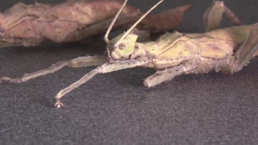 Présenté par Lolita Morena