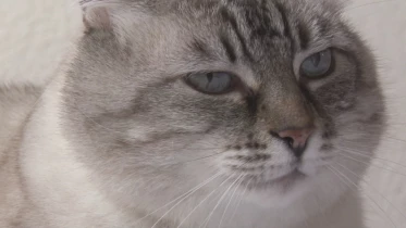 Présenté par Lolita Morena