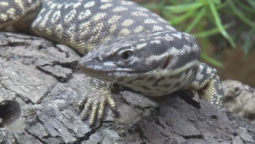 Présenté par Lolita Morena