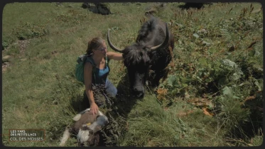 Les Yaks des petits lacs