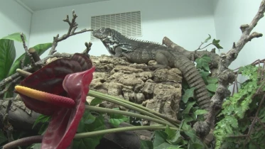 Présenté par Lolita Morena