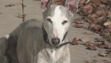 Présenté par Lolita Morena