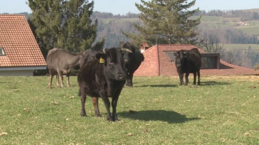 Présenté par Lolita Morena