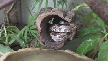 Présenté par Lolita Morena