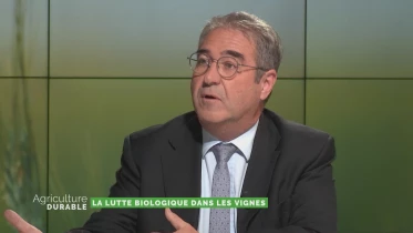 Lutte biologique dans la vigne