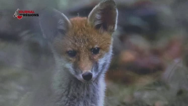 Journal du 23 décembre 2023