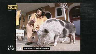 Porgy, un cochon de compagnie