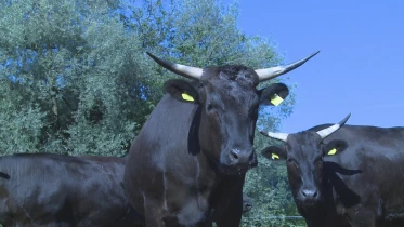 Présenté par Lolita Morena