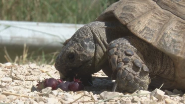 Présenté par Lolita Morena