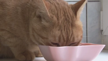 Présenté par Lolita Morena