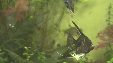 Présenté par Lolita Morena