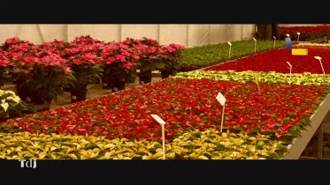 Les étoiles de Noël