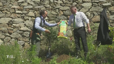 Plantes méditerranéennes