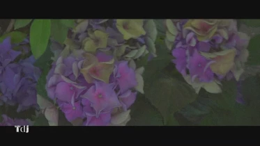 Plantes en terre acide