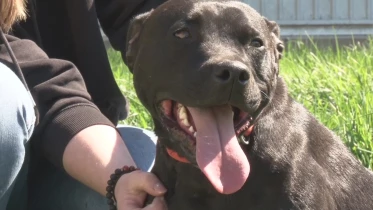 Les tortues du Centre Emys de Chavornay