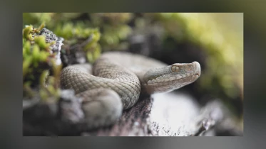 Premières observations de vipères aspics