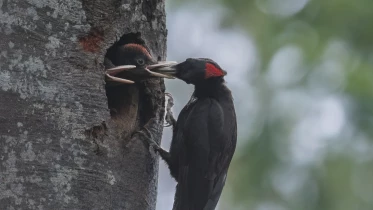 Le tambourinage du pic noir