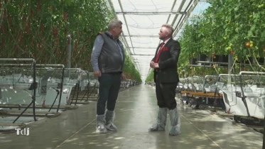 La tomate