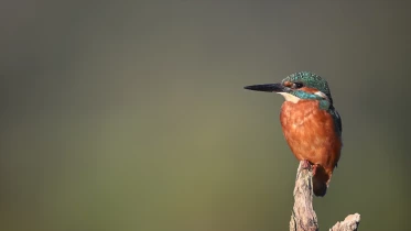 Le perchoir du martin-pêcheur