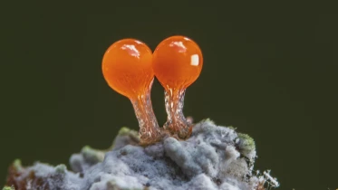 Myxomycètes, les architectes méconnus de nos forêts