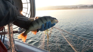 Un nouveau label pour valoriser les poissons sauvages suisses